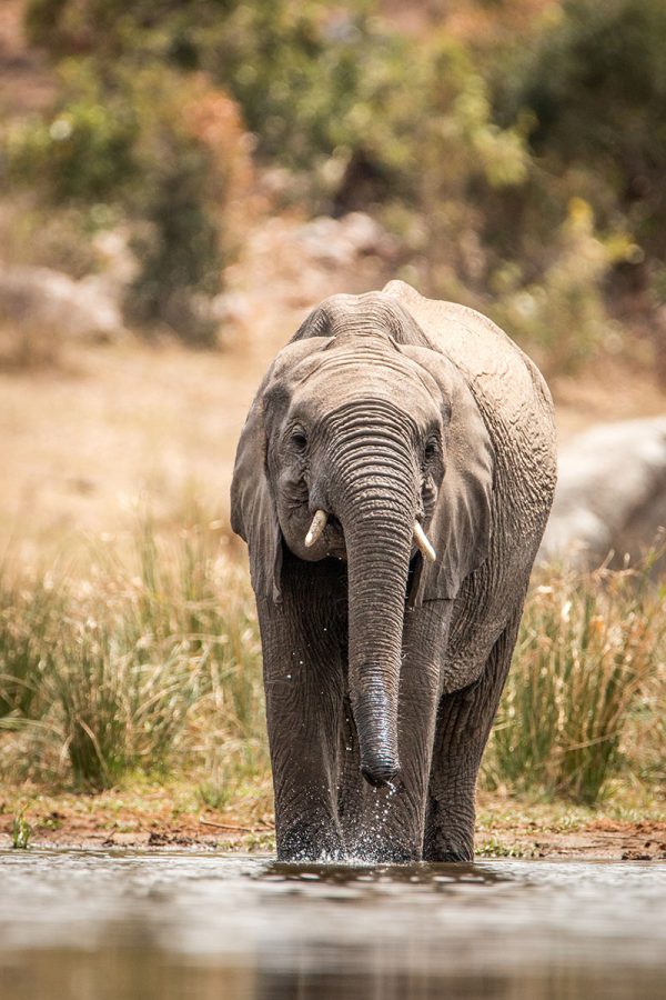 an-elephant-drinking-2021-08-26-16-01-31-utc an-elephant-drinking-2021-08-26-16-01-31-utc