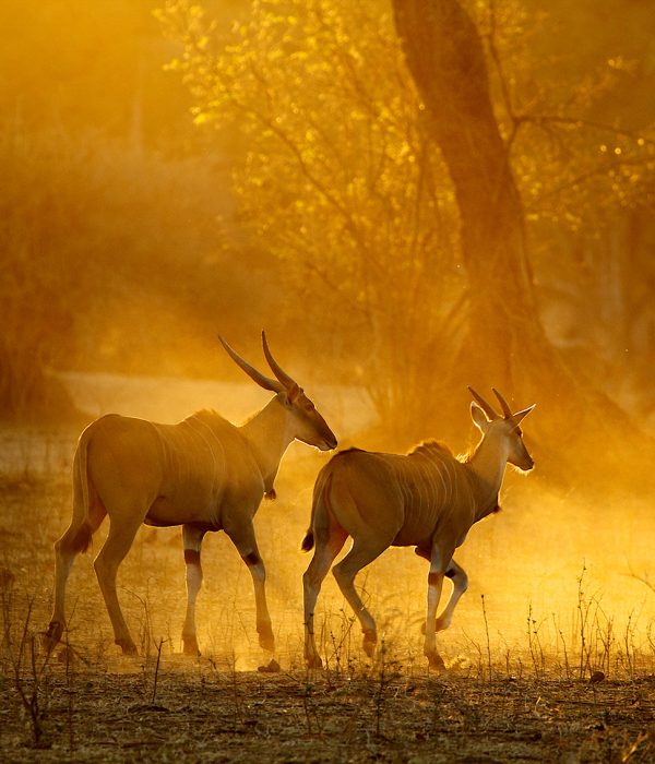 eland-taurotragus-oryx-running-at-dawn-mana-poo-2022-03-08-00-16-50-utc eland-taurotragus-oryx-running-at-dawn-mana-poo-2022-03-08-00-16-50-utc