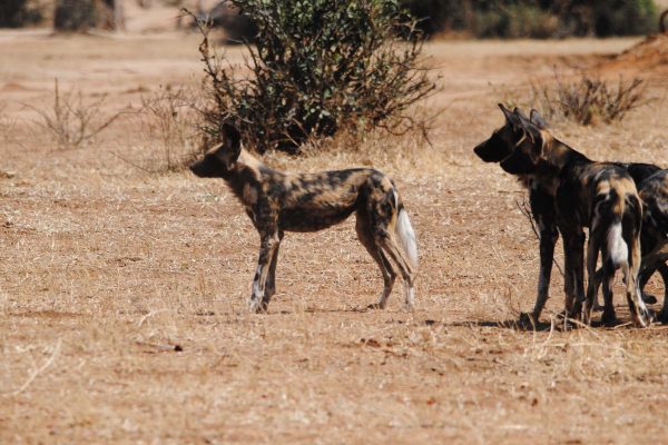 wolves wolves